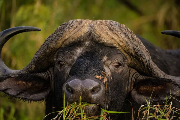 Közelkép Egy Cape Buffalo Bikáról Egy Dél Afrikai Nemzeti Parkban — Stock Fotó