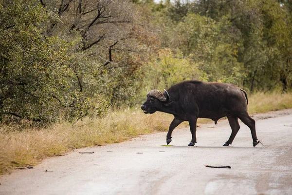 Närbild Cape Buffalo Tjur Nationalpark Sydafrika — Stockfoto