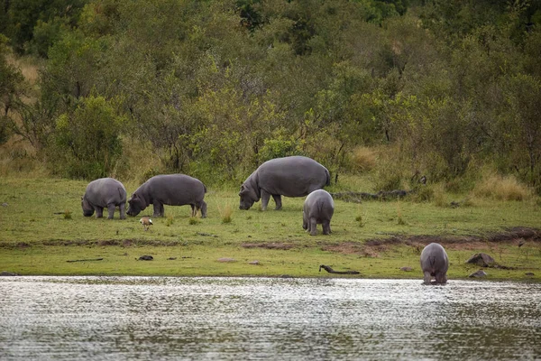 Nahaufnahme Eines Flusspferdes Einem See Einem Nationalpark Südafrika — Stockfoto