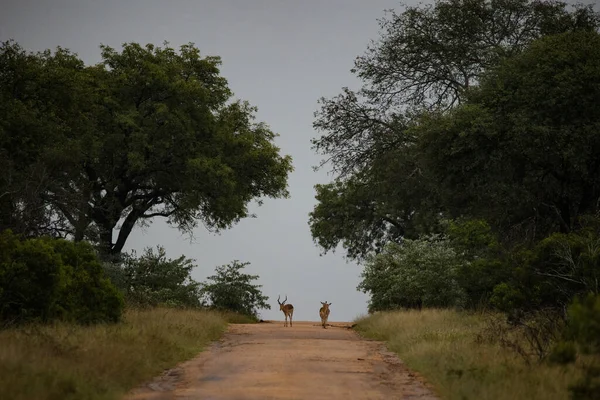 Portret Van Een Impala Ram Een Natuurgebied — Stockfoto