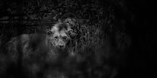 Close Image Lion Brush National Park South Africa — Stock Photo, Image