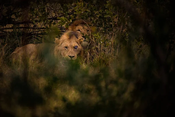 在南非的一个国家公园里 一只狮子在灌木丛中的近照 — 图库照片