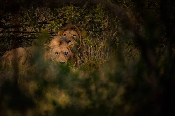 南アフリカの国立公園内のブラシにライオンのイメージを閉じます — ストック写真