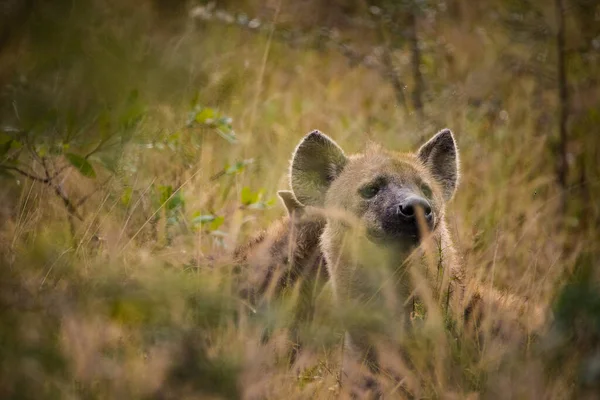 Närbild Spotted Hyena Greater Kruger Park Mpumalanga Sydafrika — Stockfoto