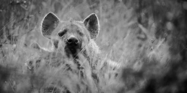 Nahaufnahme Einer Gefleckten Hyäne Greater Kruger Park Mpumalanga Südafrika — Stockfoto