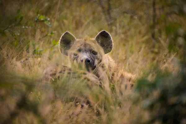 在南非Mpumalanga的大克鲁格公园拍摄到的一只斑点鬣狗的近照 — 图库照片