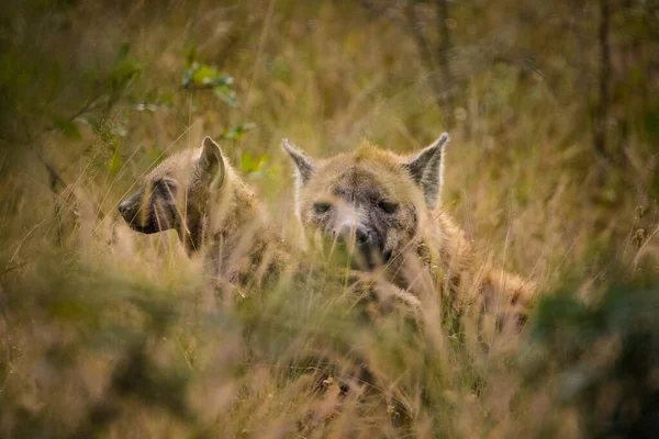 Close Image Spotted Hieny Parku Greater Kruger Mpumalanga Republice Południowej — Zdjęcie stockowe