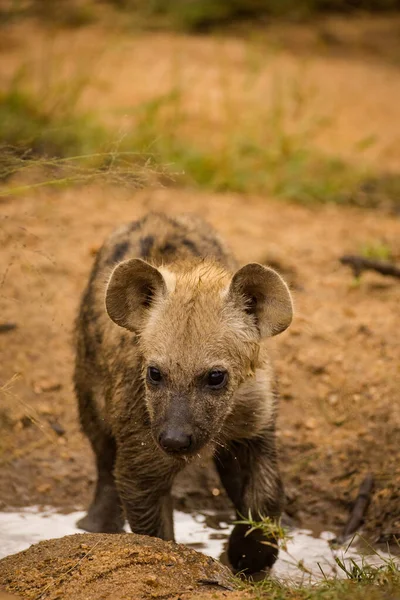 Close Image Spotted Hyena Greater Kruger Park Mpumalanga South Africa — Stock Photo, Image