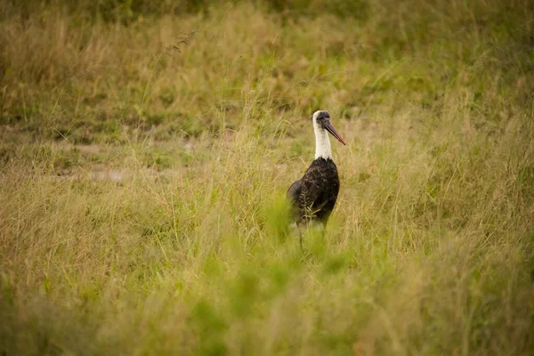 Close Image White Stork National Park South Africa — Stock Photo, Image