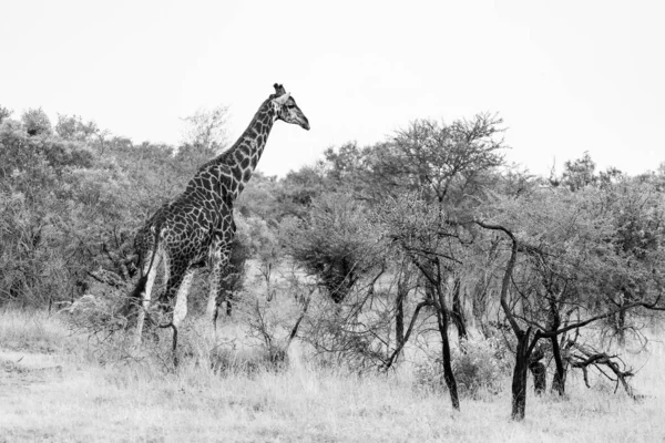 Güney Afrika Daki Bir Milli Parktaki Bir Zürafanın Resmi — Stok fotoğraf