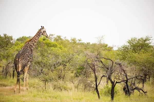 Imagen Cerca Una Jirafa Parque Nacional Sudáfrica — Foto de Stock