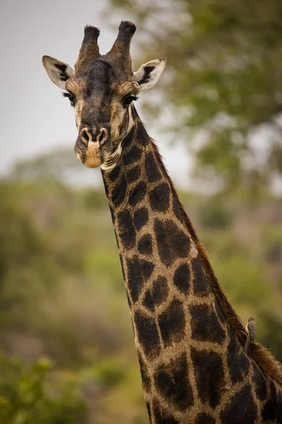 Güney Afrika Daki Bir Milli Parktaki Bir Zürafanın Resmi — Stok fotoğraf