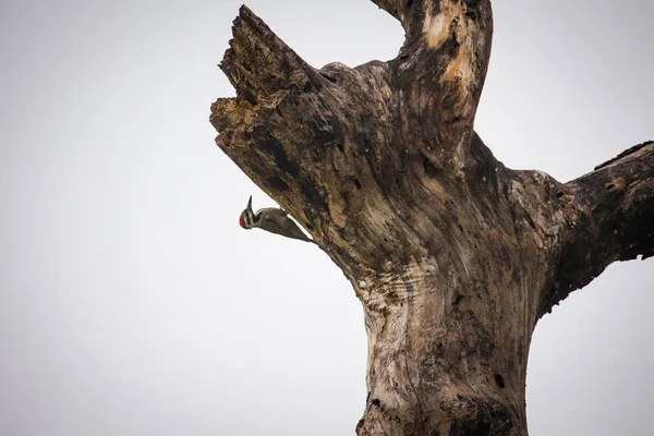 在南非的一个国家公园里 一个长着胡子的啄木鸟的近照 — 图库照片