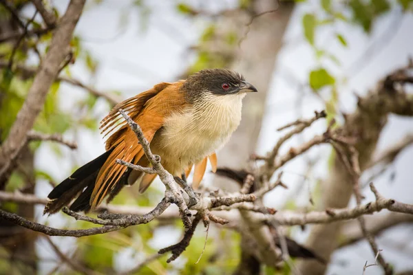 Close Image Burchell Coucal National Park South Africa — Stock Photo, Image