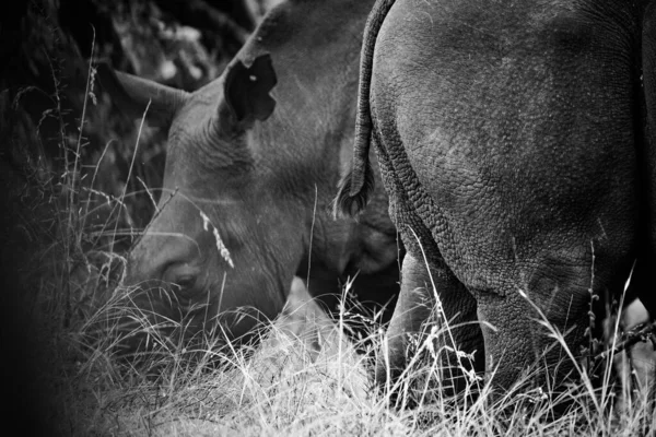 南アフリカの国立公園で撮影された アフリカで非常に絶滅危惧種に指定されているホワイトRhinoの画像を閉じます — ストック写真