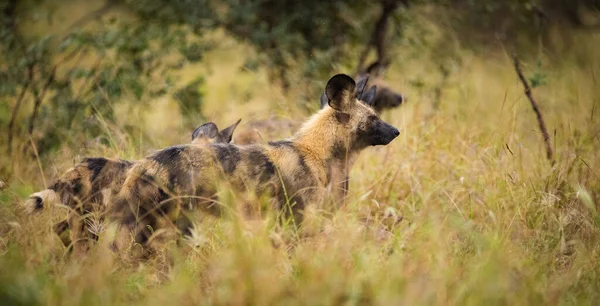 Imagen Cerca Perro Salvaje Africano Parque Nacional Sudáfrica —  Fotos de Stock
