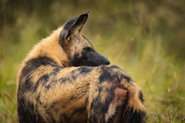 Close Beeld Van Een Afrikaanse Wilde Hond Een Nationaal Park — Stockfoto