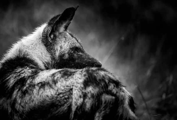 南アフリカの国立公園でアフリカの野生の犬の画像を閉じます — ストック写真