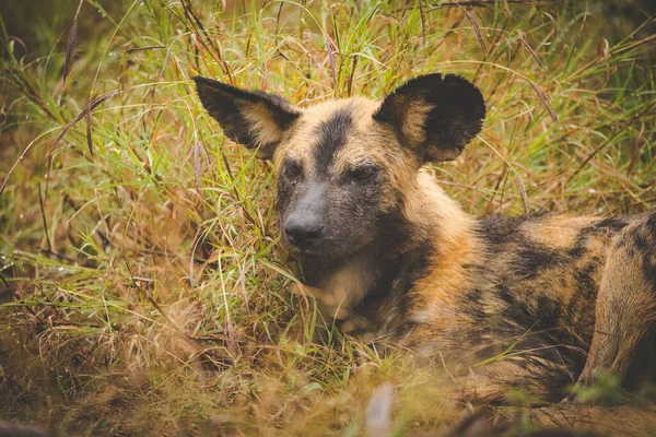 Close Beeld Van Een Afrikaanse Wilde Hond Een Nationaal Park — Stockfoto