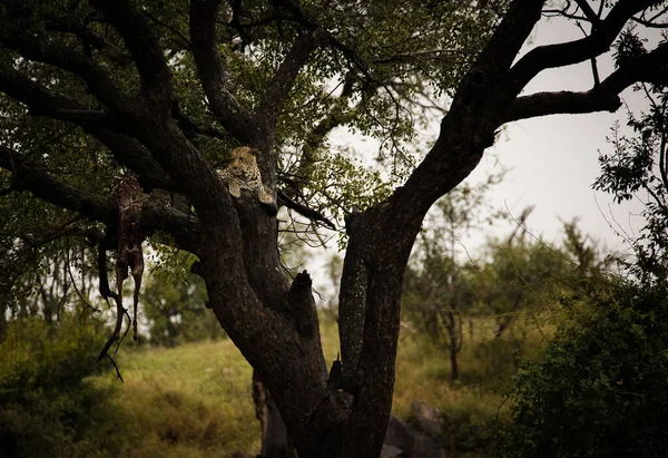Una Foto Impresionante Captura Leopardo Árbol Con Una Muerte Impala — Foto de Stock