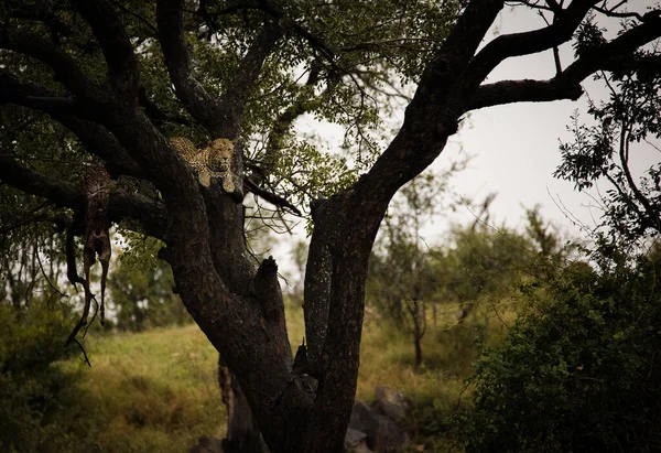 Une Superbe Photo Capture Léopard Dans Arbre Avec Tueur Impala — Photo