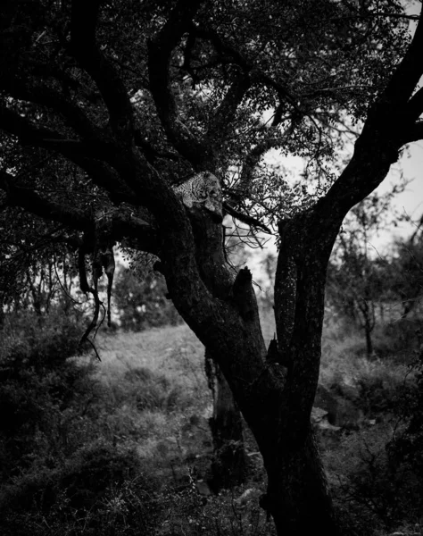 Oszałamiające Zdjęcie Uchwyca Lamparta Drzewie Zabójstwem Impala Świadectwo Fauny Flory — Zdjęcie stockowe