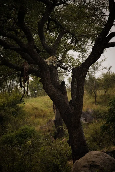 Uma Foto Deslumbrante Captura Leopardo Uma Árvore Com Uma Impala — Fotografia de Stock
