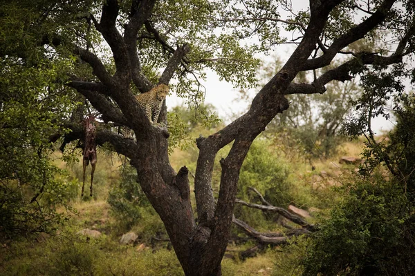 一张令人惊叹的照片捕捉到了一棵树上的一只猎豹 它带有斑马鱼的凶杀案 见证非洲的野生生物以及保护濒危物种和保护生物多样性的重要性 — 图库照片