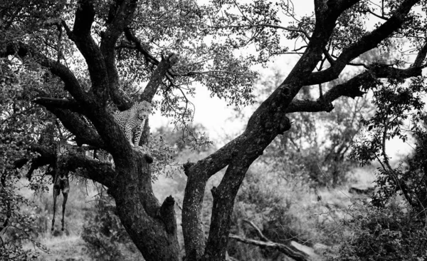 Потрясающая Фотография Запечатлевает Леопарда Дереве Убийством Импалы Засвидетельствуйте Дикую Природу — стоковое фото