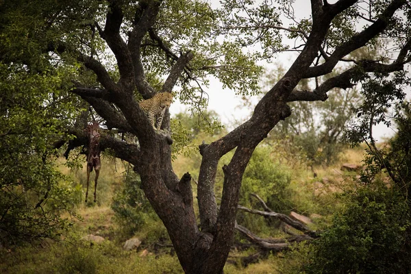Fantastisk Bild Fångar Leopard Ett Träd Med Impala Kill Bevittna — Stockfoto