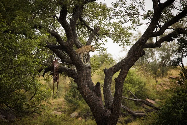 Een Prachtige Foto Vangt Een Luipaard Een Boom Met Een — Stockfoto