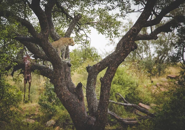 Uma Foto Deslumbrante Captura Leopardo Uma Árvore Com Uma Impala — Fotografia de Stock