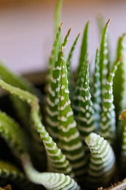 Bu büyüleyici görüntü, gerçek bir düğünün zarif dekorunu ve büyüleyici çiçek düzenlemelerini gözler önüne seriyor. Fotoğrafta zarif çiçekler, mumlar ve diğer dekoratif el ile süslenmiş büyüleyici bir düğün yerinde güzel dekore edilmiş bir masa yer alıyor.