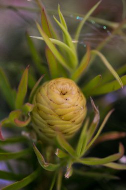 Bu büyüleyici görüntü, gerçek bir düğünün zarif dekorunu ve büyüleyici çiçek düzenlemelerini gözler önüne seriyor. Fotoğrafta zarif çiçekler, mumlar ve diğer dekoratif el ile süslenmiş büyüleyici bir düğün yerinde güzel dekore edilmiş bir masa yer alıyor.