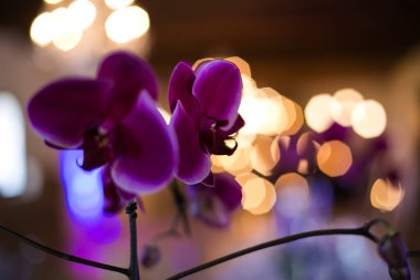 Bu büyüleyici görüntü, gerçek bir düğünün zarif dekorunu ve büyüleyici çiçek düzenlemelerini gözler önüne seriyor. Fotoğrafta zarif çiçekler, mumlar ve diğer dekoratif el ile süslenmiş büyüleyici bir düğün yerinde güzel dekore edilmiş bir masa yer alıyor.