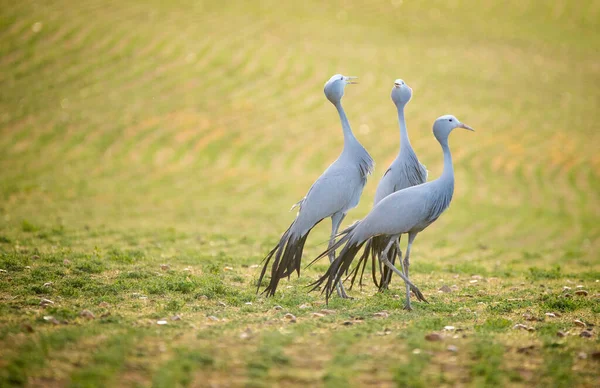 Mavi Turna Kuşları Güney Afrika Daki Doğal Yaşam Alanlarında — Stok fotoğraf