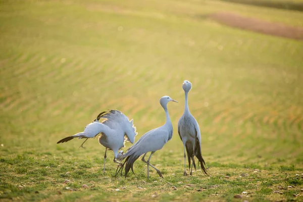 Blue Crane Birds Στο Φυσικό Τους Περιβάλλον Στη Νότια Αφρική — Φωτογραφία Αρχείου