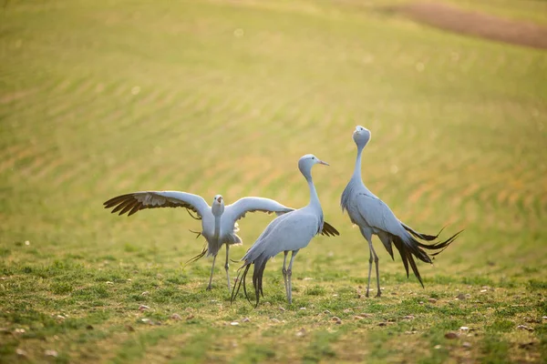 Blå Trana Fåglar Sin Naturliga Miljö Sydafrika — Stockfoto
