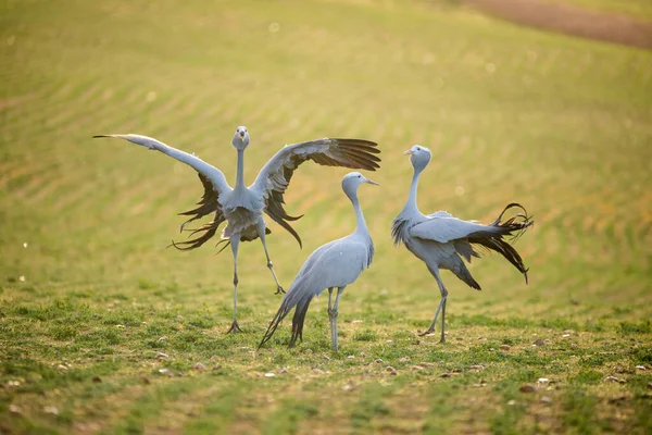 Niebieski Żuraw Ptaków Ich Naturalnych Siedliskach Republice Południowej Afryki — Zdjęcie stockowe