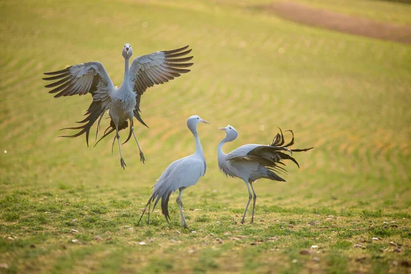 Blue Crane Birds Seu Habitat Natural África Sul — Fotografia de Stock