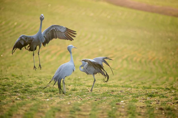 Mavi Turna Kuşları Güney Afrika Daki Doğal Yaşam Alanlarında — Stok fotoğraf