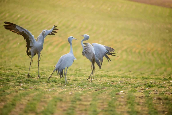 Blauwe Kraanvogels Hun Natuurlijke Habitat Zuid Afrika — Stockfoto