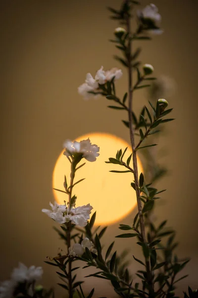 Denna Fängslande Bild Visar Den Eleganta Inredningen Och Fantastiska Blomsterarrangemang — Stockfoto