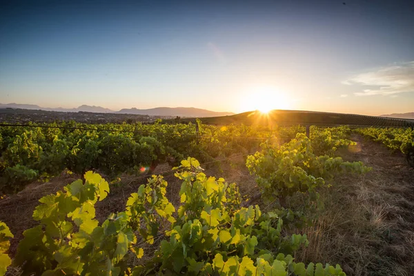 Scenic Foto Wijngaarden Westelijke Kaap Van Zuid Afrika Presentatie Van — Stockfoto