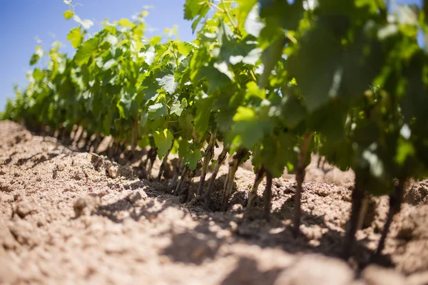 Сценічна Фотографія Над Виноградниками Заході Південної Африки Показує Велику Виноробну — стокове фото