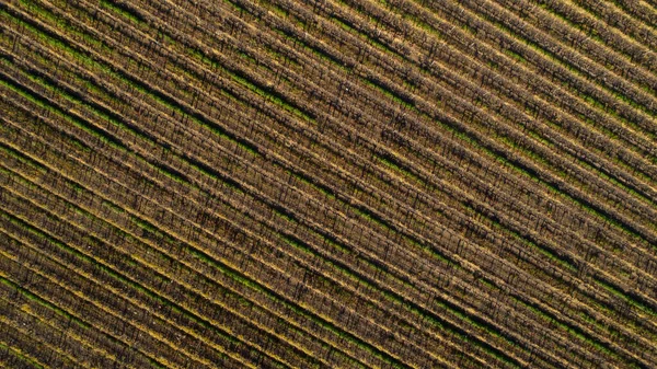 Scenic Photo Vineyards Western Cape South Africa Showcasing Huge Wine — Stock Photo, Image