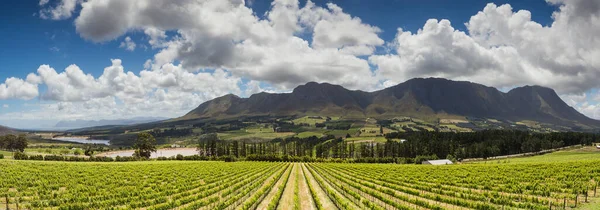 Scenic Photo Vineyards Western Cape South Africa Showcasing Huge Wine — Stock Photo, Image