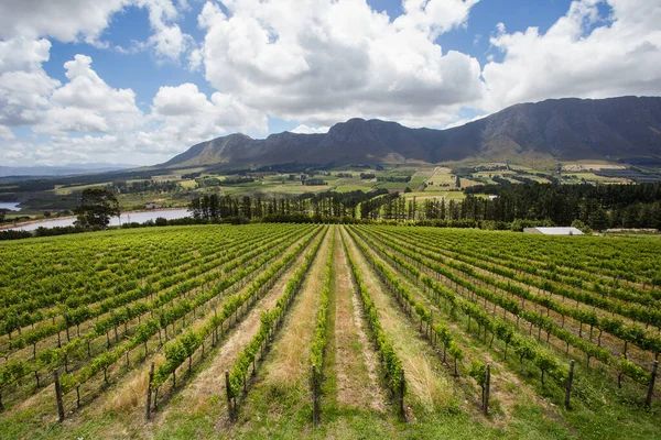 Scenic Foto Wijngaarden Westelijke Kaap Van Zuid Afrika Presentatie Van — Stockfoto