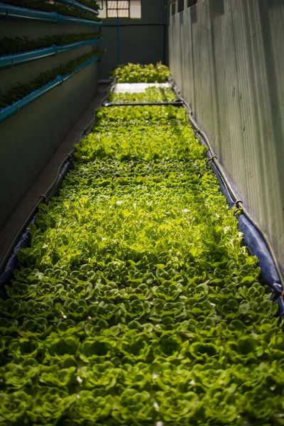 Yeşil Yapraklı Sebzeler Bitkiler Yetiştiren Yüksek Teknolojili Bir Ürünleri Tesisinin — Stok fotoğraf