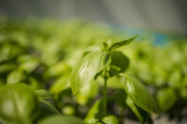 Yeşil yapraklı sebzeler ve bitkiler yetiştiren yüksek teknolojili bir su ürünleri tesisinin görüntüsünü kapatın.